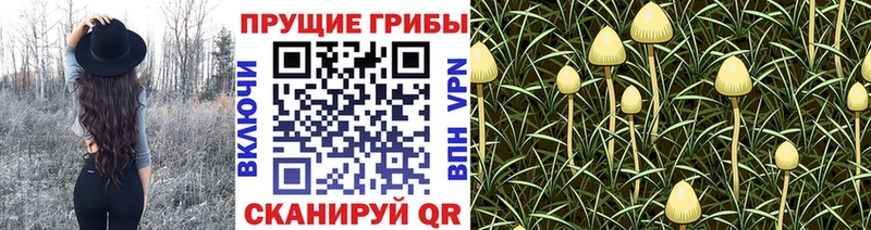 Псилоцибиновые грибы ЛСД  как найти закладки  Кувшиново 